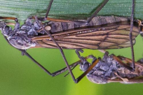 Hexatoma sp.